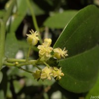 Hypserpa nitida Miers ex Benth.